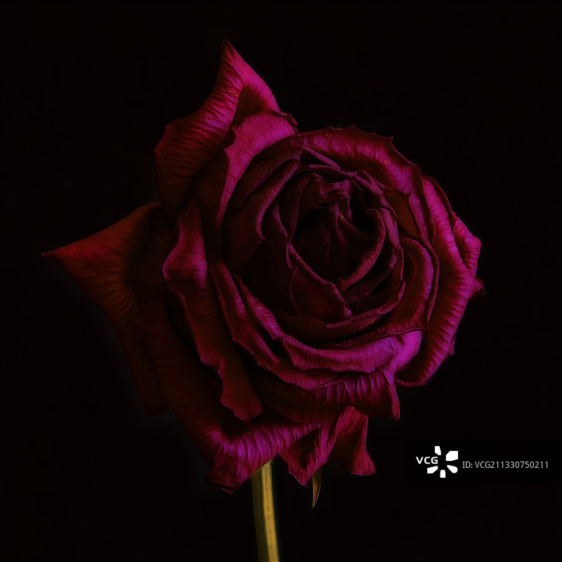 黑色背景下的粉色玫瑰特写图片素材