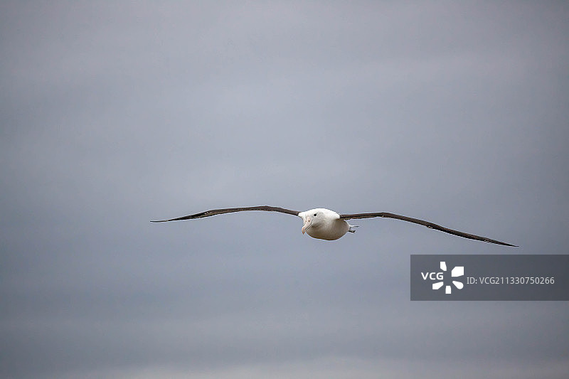 海鸥在新西兰的天空下飞翔（仰视）图片素材