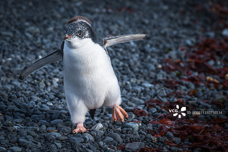 南极洲，栖息在鹅卵石上的企鹅特写图片素材