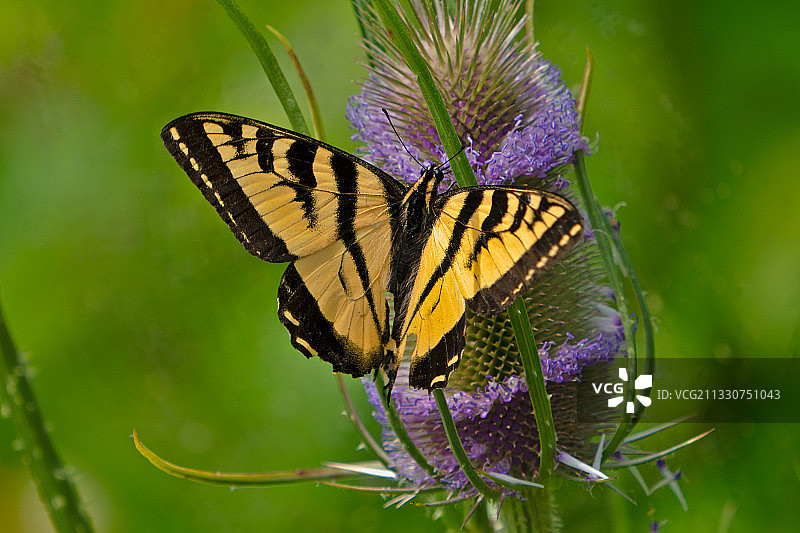 蝴蝶在紫色花朵上传粉的特写图片素材