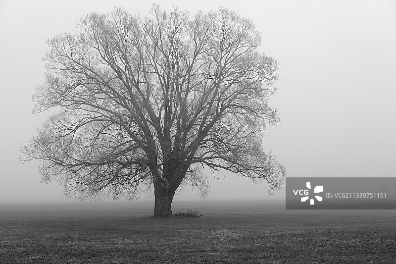 冬季原野上的树木图片素材