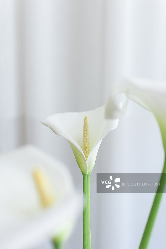 白色玫瑰花特写，马其顿斯科普里图片素材