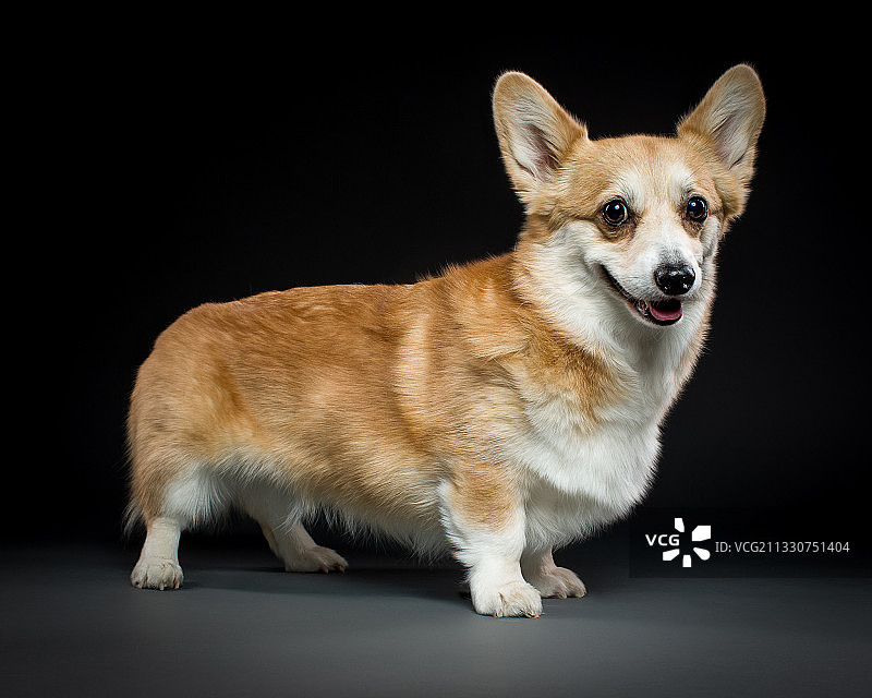 彭布罗克威尔士柯基犬的黑色背景肖像照片图片素材