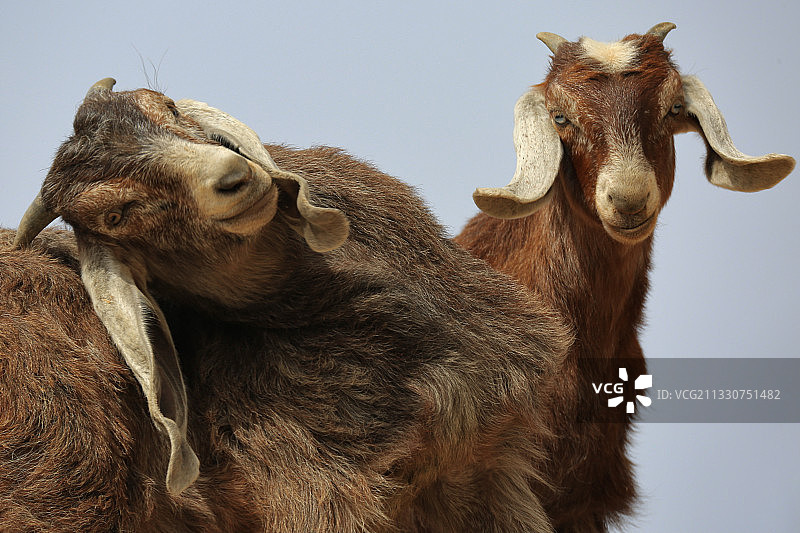 约旦南部舒纳骆驼的低角度视图图片素材