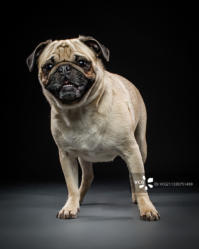 黑色背景下的哈巴狗肖像图片素材