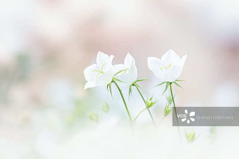 德国的白色开花植物特写图片素材