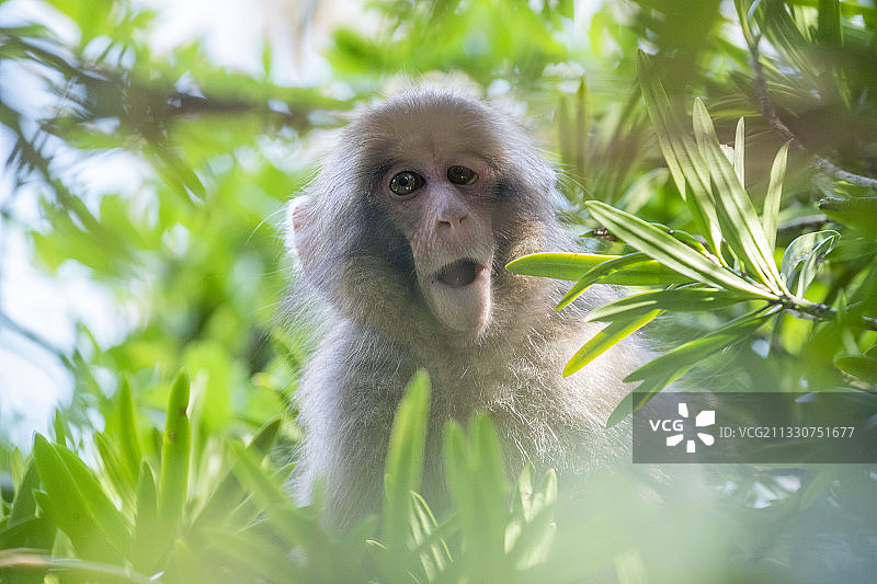坐在树上的日本猕猴肖像图片素材