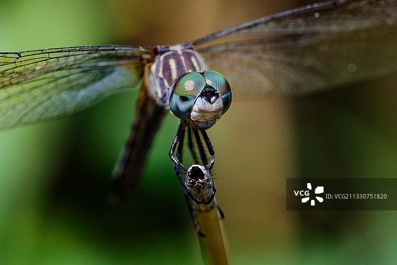 蜻蜓栖息在树枝上特写，美国新泽西州锡考克斯图片素材