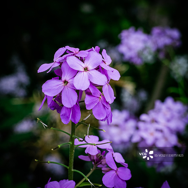 紫色植物特写，美国阿拉斯加锡特卡图片素材