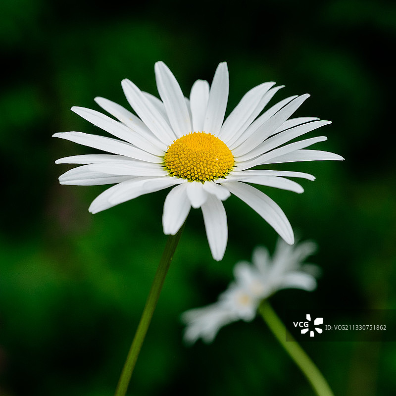白色雏菊花特写，锡特卡，阿拉斯加，美国图片素材