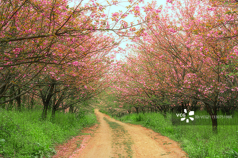 贵州樱花谷樱花小路图片素材