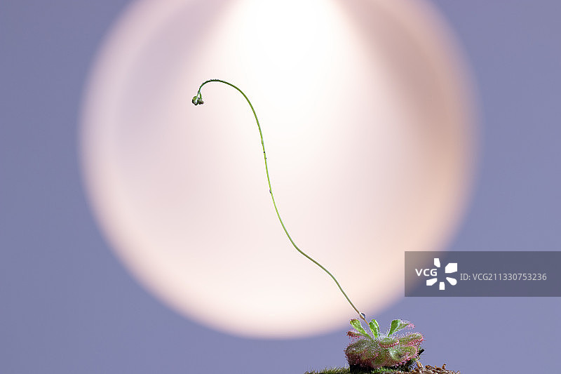 茅膏菜图片素材