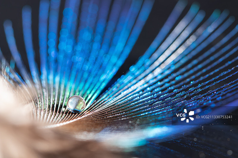 羽毛上的水珠图片素材