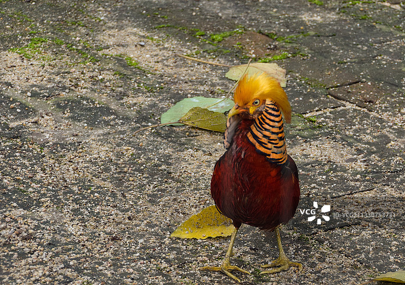 深圳野生动物园的红腹锦鸡图片素材