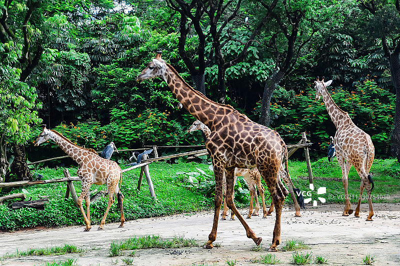 深圳野生动物园的长颈鹿图片素材
