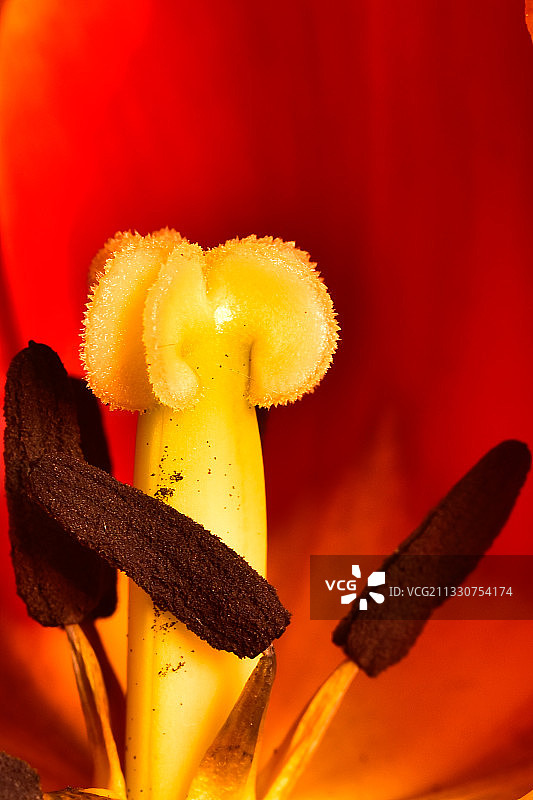 红色蘑菇特写图片素材