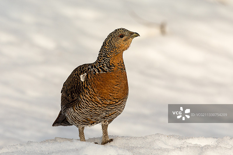 雪地里栖息的松鸡特写图片素材
