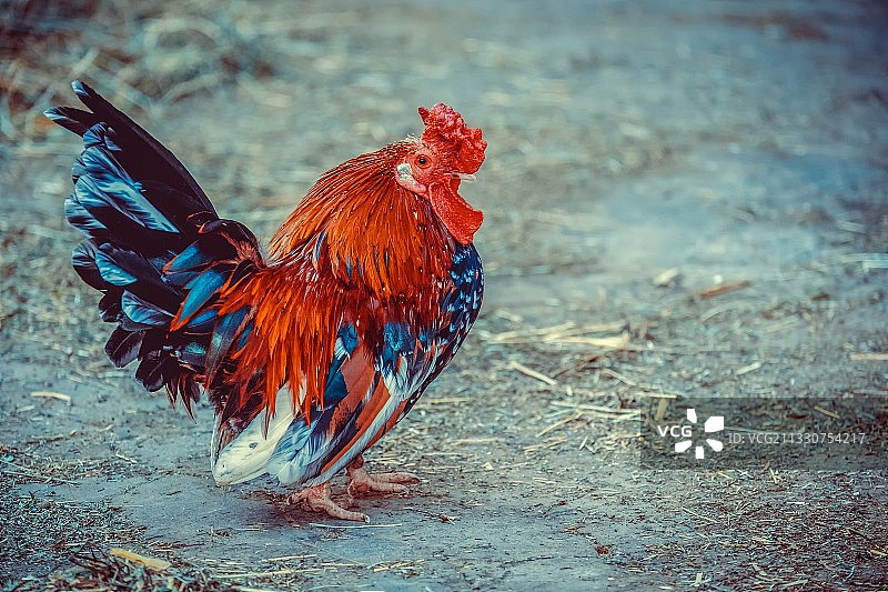 特写公鸡在球场上图片素材