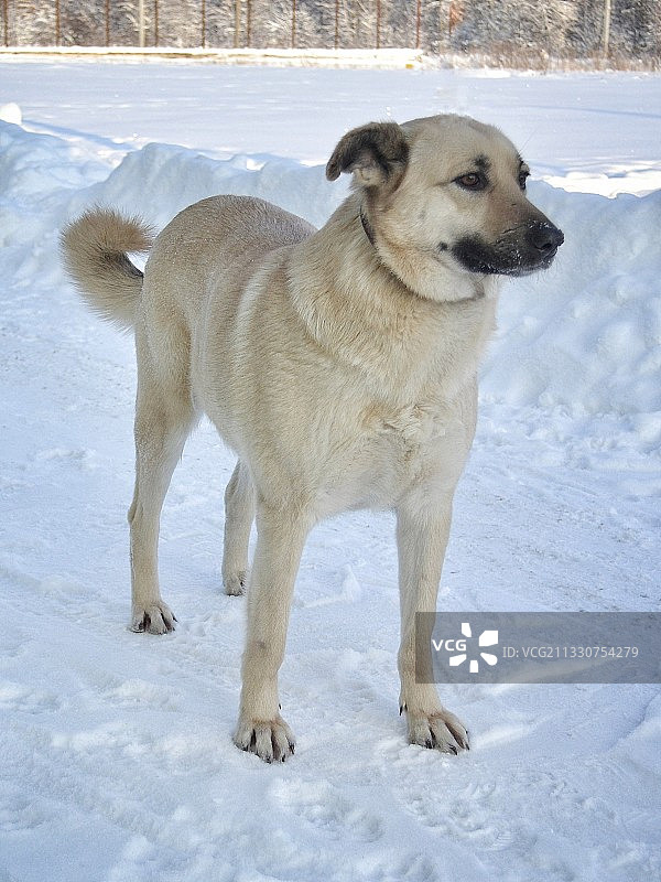 站在积雪覆盖的田野上的狗的全身像图片素材
