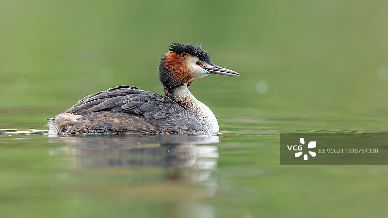 一个翠鸟图片素材