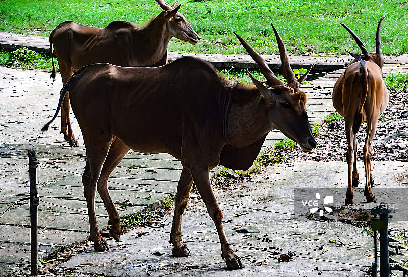 深圳野生动物园的长角羚羊图片素材
