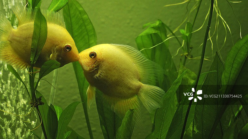 植物上栖息的鸟类特写图片素材