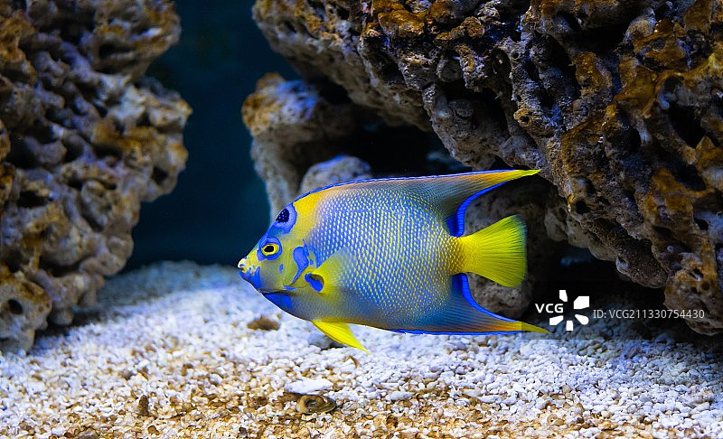 大海中游泳的热带女王神仙鱼特写图片素材