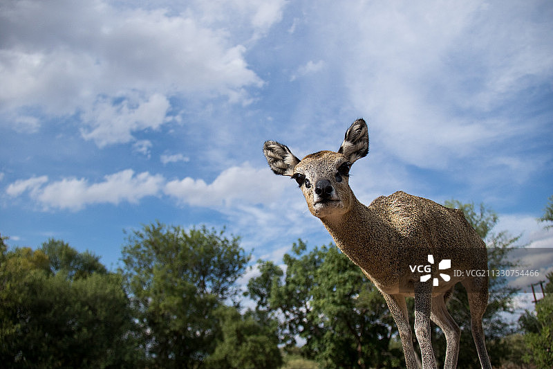 仰视角度拍摄的长颈鹿，南非图片素材