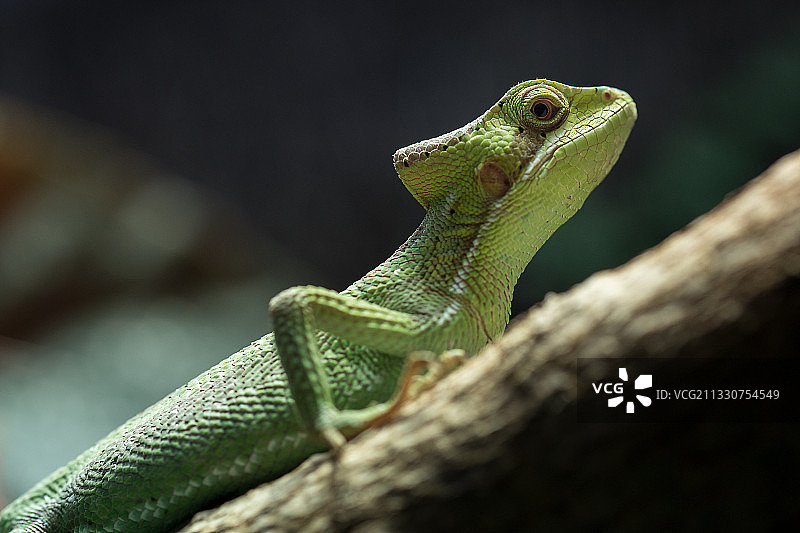 树上蜥蜴特写图片素材