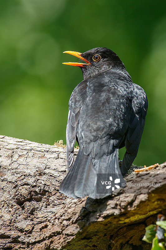 英国利兹树上栖息的黑鸫特写图片素材