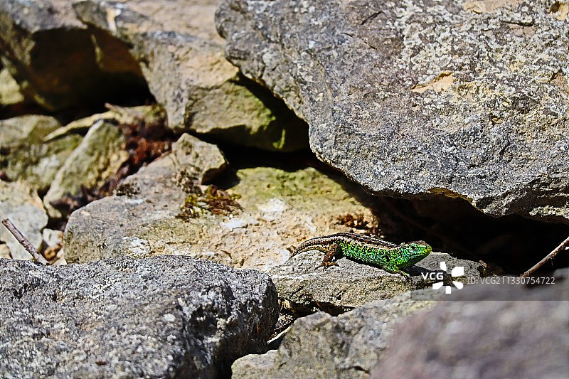 普通壁虎在岩石上的特写图片素材