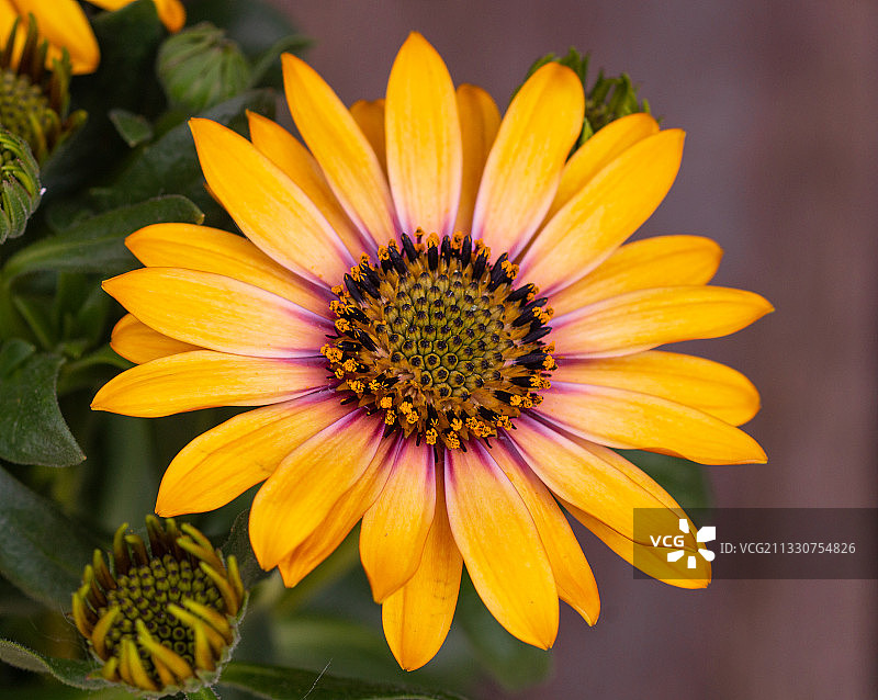 荷兰卡佩勒黄色花朵特写图片素材