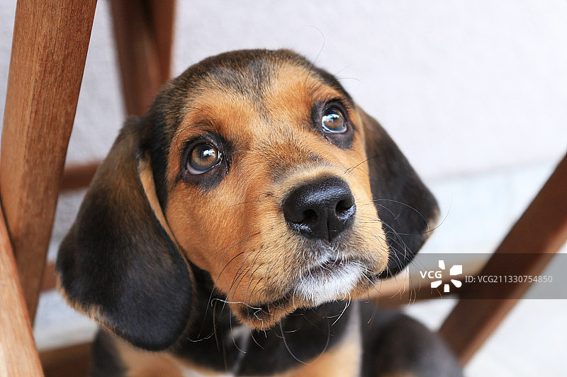 比格犬特写肖像，波兰图片素材