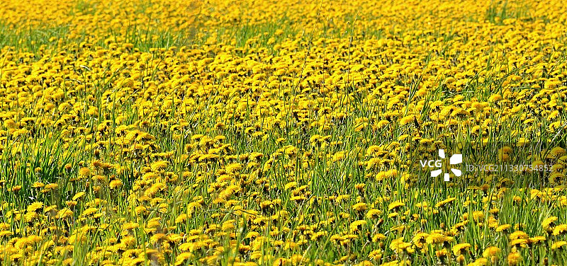 立陶宛田野黄色植物全画幅照片图片素材