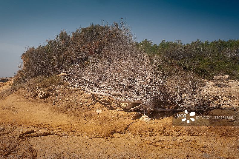 塔拉戈纳拉阿梅特拉德马尔晴空下的田野树木，西班牙图片素材
