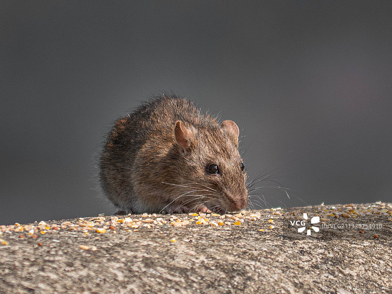 岩石上松鼠的特写图片素材