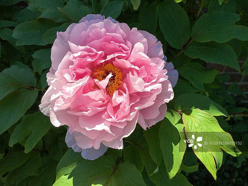 粉色玫瑰特写，美国图片素材