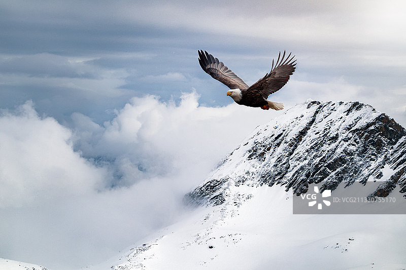 仰视飞翔在雪山上的秃鹰图片素材