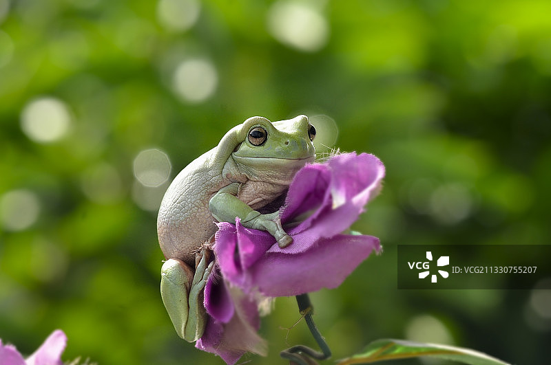 树蛙在植物上特写图片素材