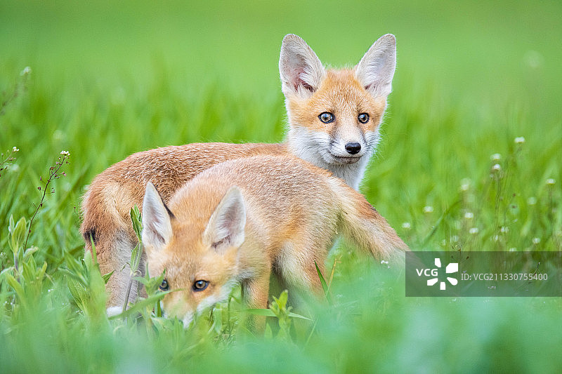 草地上红狐狸的画像图片素材