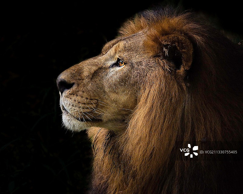 雄狮侧面特写图片素材