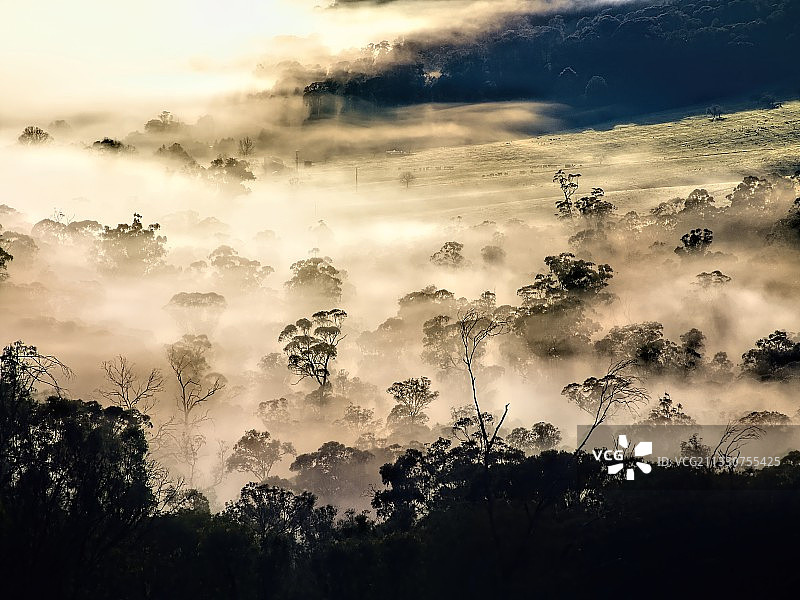 澳大利亚维多利亚州布法罗山日落时分的树木仰视角度美景图片素材