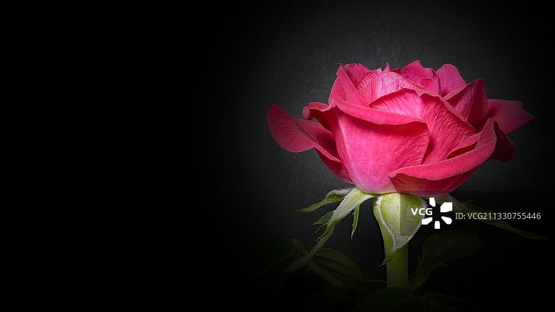 黑色背景下的粉色玫瑰特写，加拿大安大略省伦弗鲁图片素材