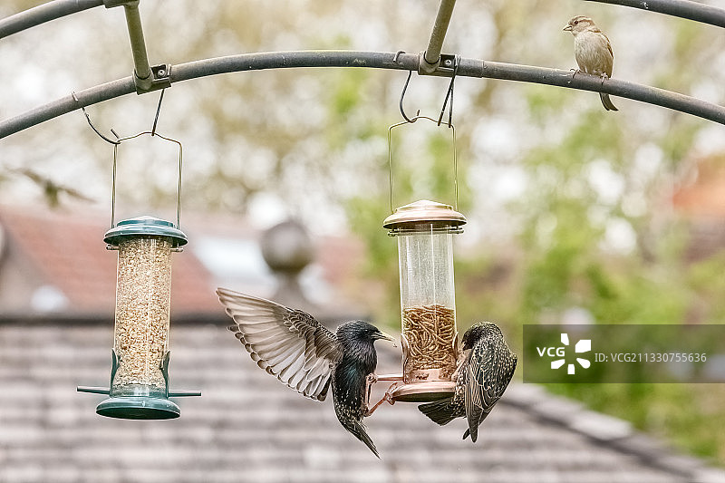 英国利物浦：栖息在喂食器上的鸟类特写图片素材