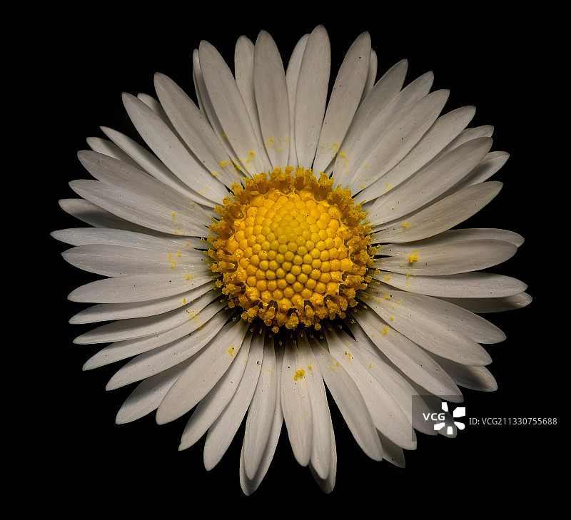 黑色背景下的白色雏菊特写，贝德福德，英国图片素材