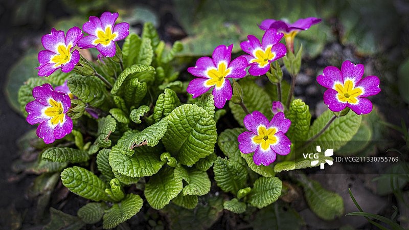 紫色开花植物的俯视角度照片图片素材