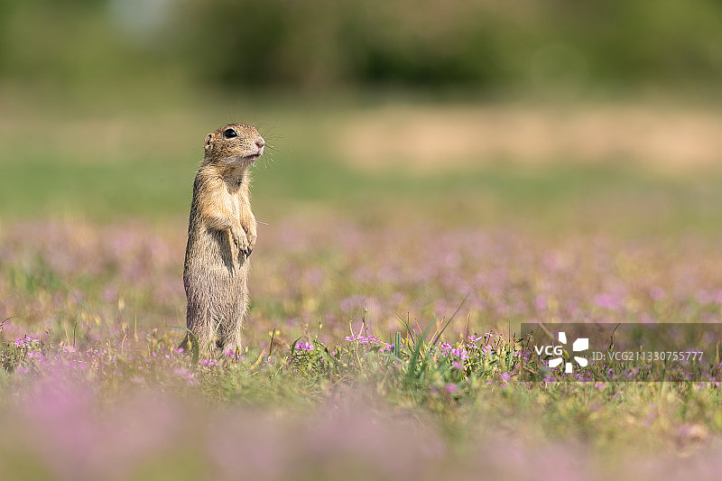 田野里的地松鼠侧面图，捷克共和国图片素材