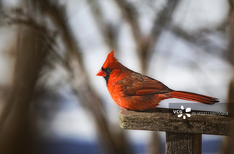 栖息在木头上的北美红雀特写，美国俄亥俄州森特维尔图片素材