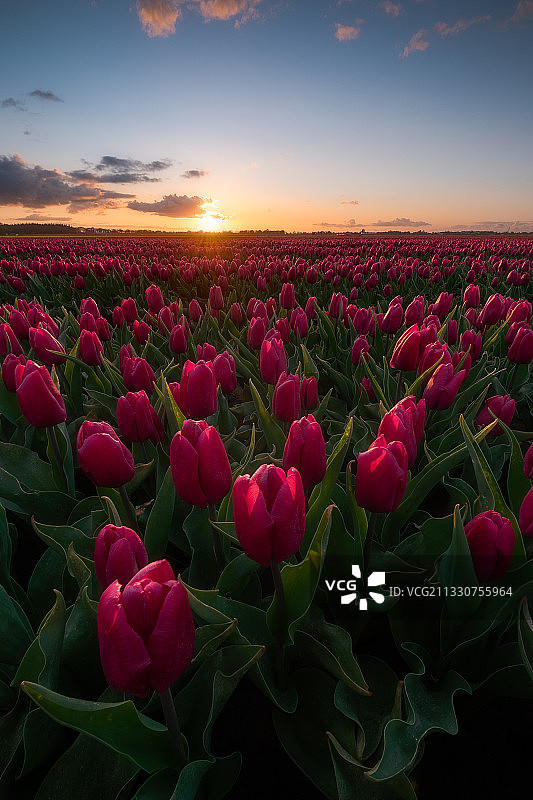荷兰斯米尔德日落时分田野上的粉色郁金香特写图片素材