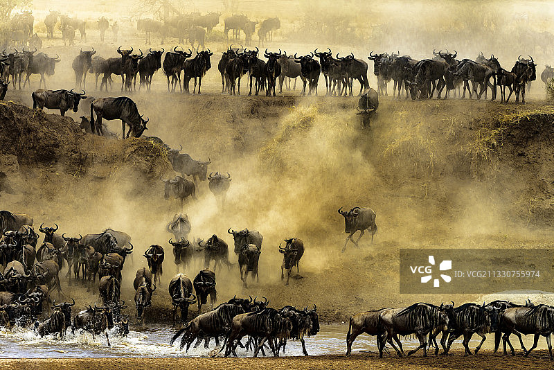 坦桑尼亚马乔奇韦的羊群图片素材